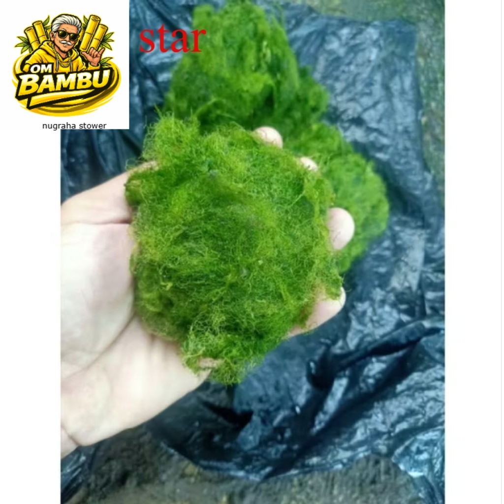 Jual Lumut Umpan Mancing Ikan Nila  berat 100gram