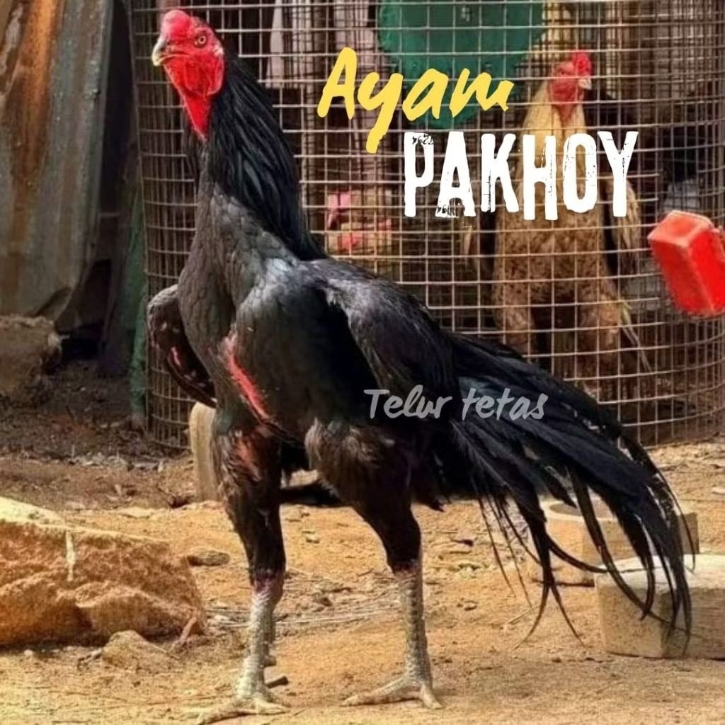 TELUR AYAM PAKHOY ASLI PETARUNG DRUMBAND UNTUK DITETASKAN