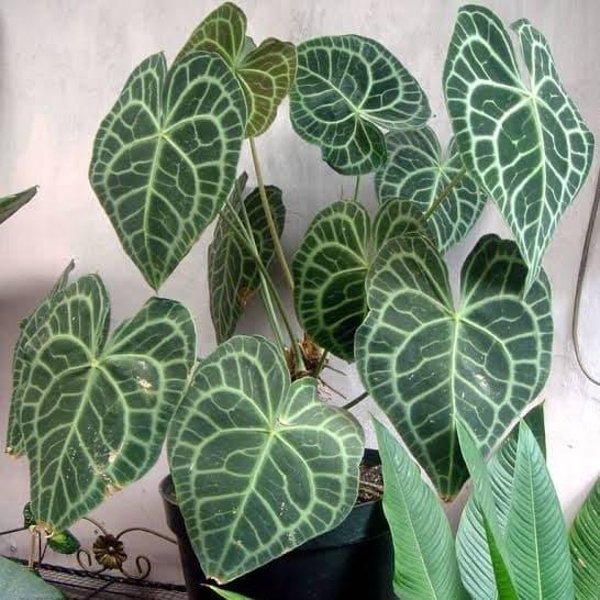 Tanaman Hias Kuping Gajah Rumpun - Tanaman Hias Kuping Gajah Jenis Mini Rumpun