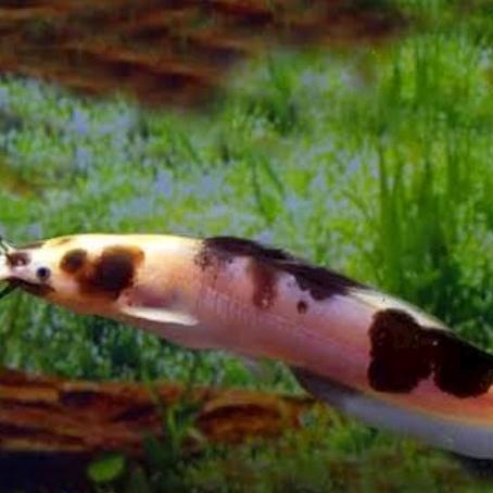 lele albino 10 ekor uk 6-7 cm cepat besar belang