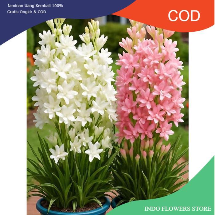 Paket 2 Tanaman hias bunga sedap malam pink&putih - Pohon sedap malam - sedap malam siap berbunga
