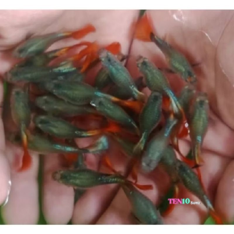 betina guppy PRTDE full isi 20 ekor bonus pakan