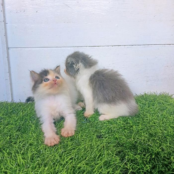 anakan kucing persiamedium