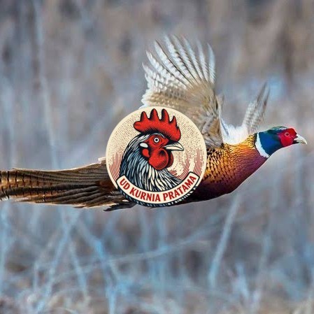 Telur ayam ringneck pheasant green / telur ayam hias fertil siap cod UD KURNIA PRATAMA