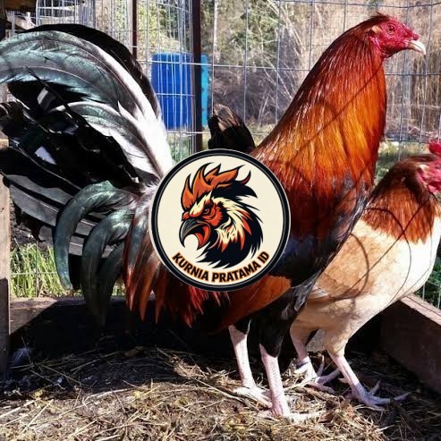 Telur ayam hias pilipin fertil untuk ditetaskan Langsung KURNIA PRATAMA ID