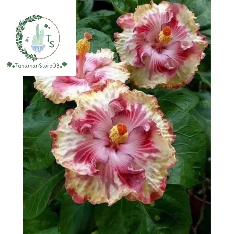 NEW TANAMAN HIAS HIBISCUS BUNGA KEMBANG SEPATU//WHITE ROSE