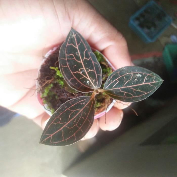 macodes,jewel orchid,anggrek mutiara