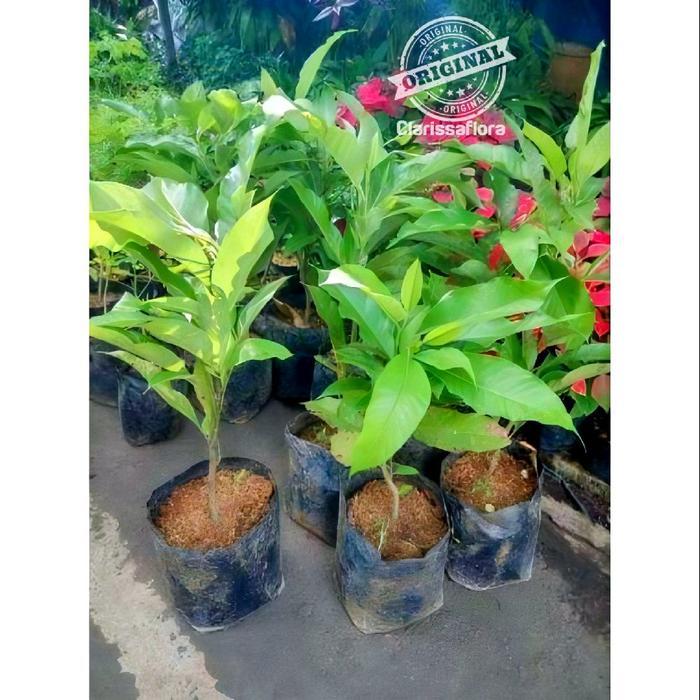 Promo tanaman kantil bunga merah tinggi 40 cm / pohon bunga kantil merah tinggi 40 cm