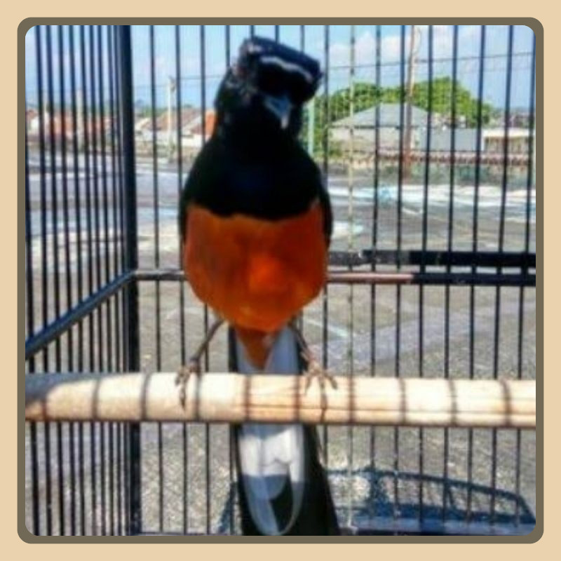 Burung Murai Bordan Gacor Super
