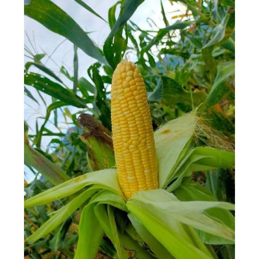 READYY 500 BENIH JAGUNG MANIS JAGUNG MADU