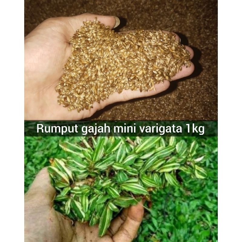 Bibit Rumput Gajah Mini Varigata 1kg Untuk Taman