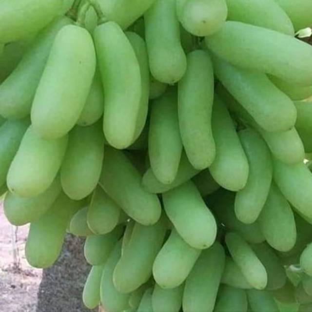 BIBIT ANGGUR BANANA IMPORT