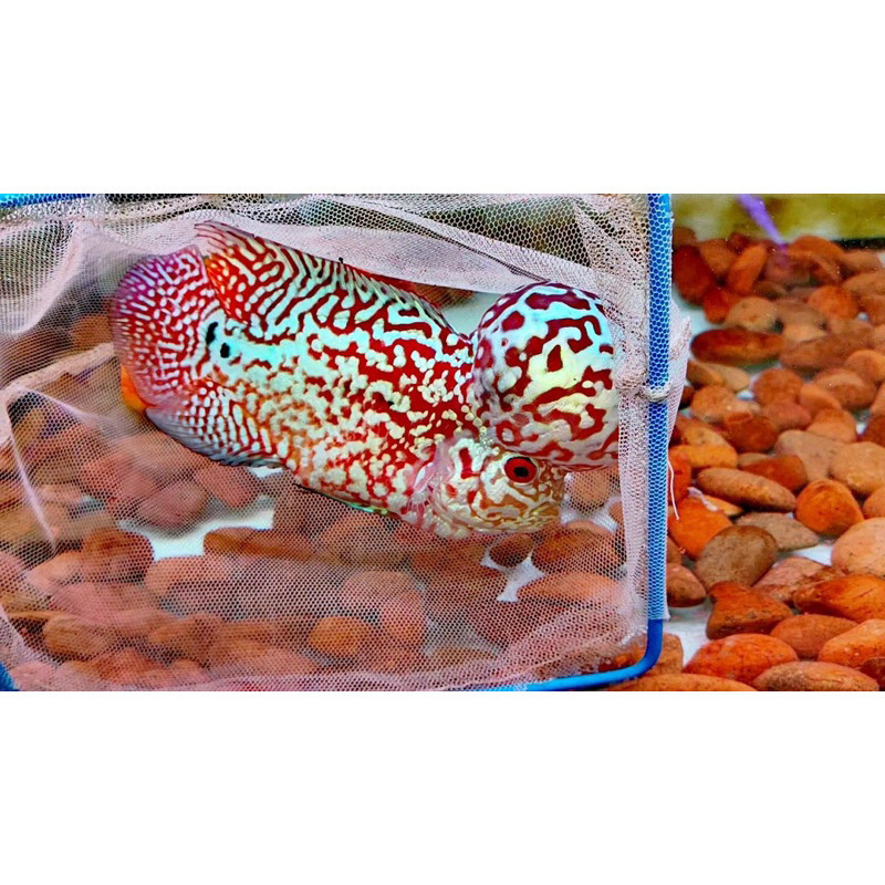 Lohan 3-5 cm  Burayak louhan kamfa F3 VIP hiasan akuarium