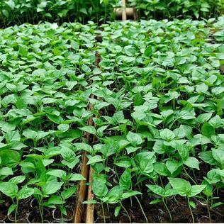 bibit tanaman cabai rawit unggul