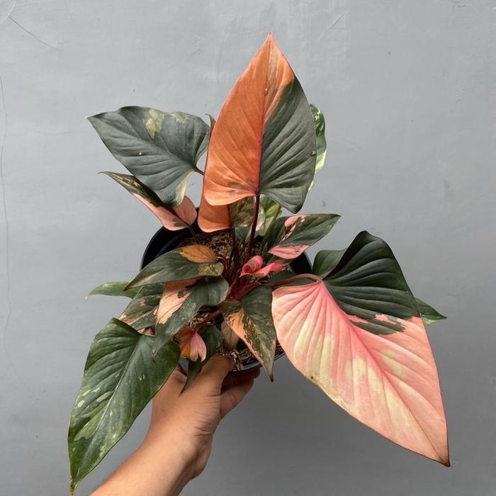 Homalomena Pink Diamond Varigata - Homa Pink Diamond Varigata - Tanaman Koleksi