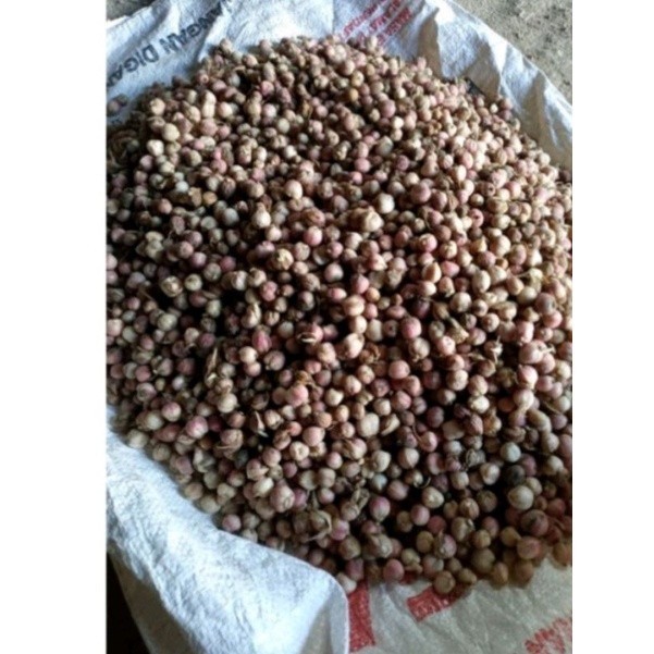 kapulaga basah /1 kg