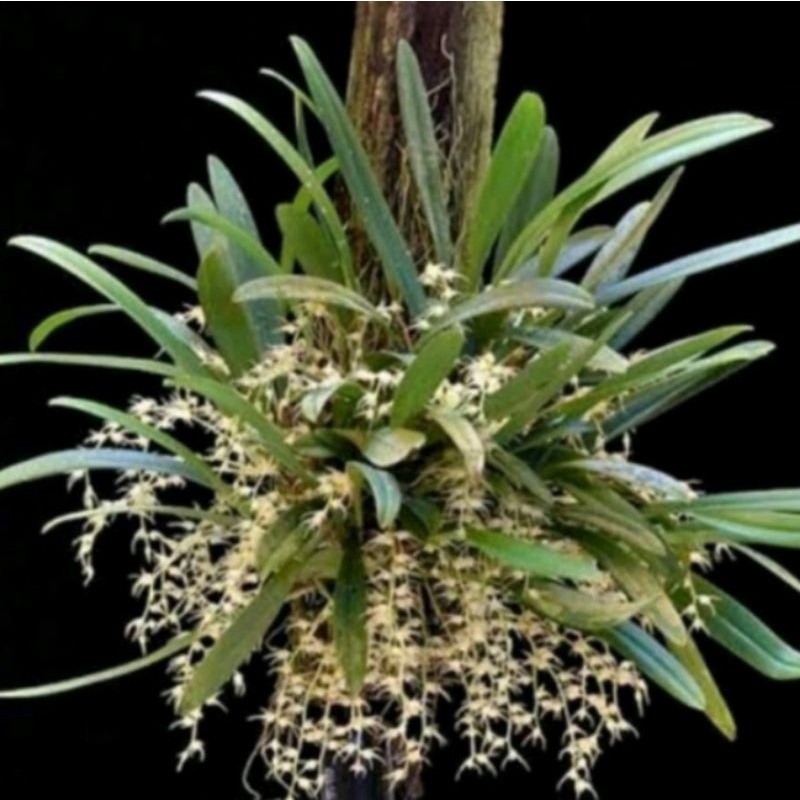 bulbophyllum felavencens