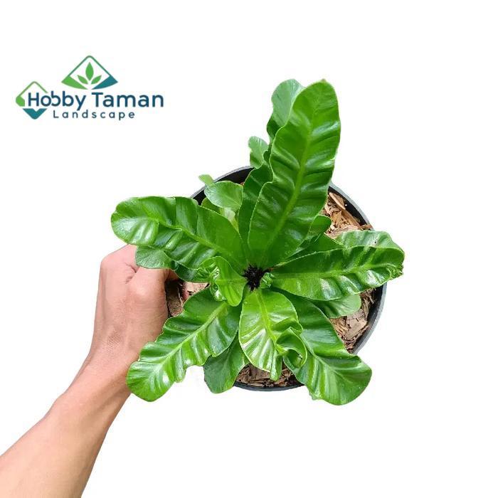 tanaman kadaka lasagna - tanaman hias kadaka lasagna