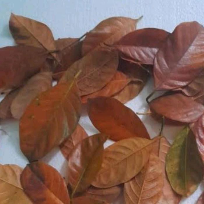 Daun nangka kering - Daun nangka kering untuk kolase paket 50 lembar