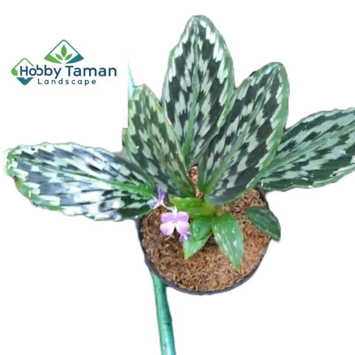 tanamanhias calathea merak - tanaman calathea - calathea merak Daun