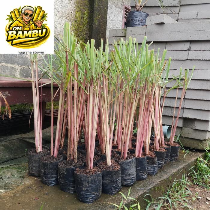 Tanaman Sereh merah | sereh wangi 1 kg sereh wangi/sereh merah
