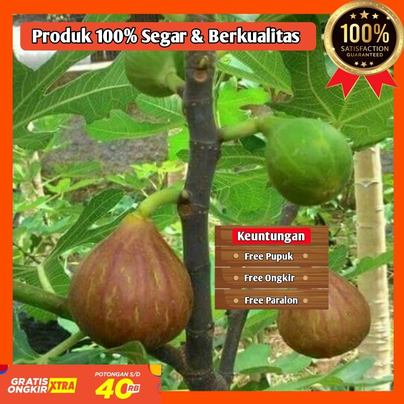 Bibit Pohon Buah Tin Siap Tanam Cepat Berbuah Tanaman Buah Segar