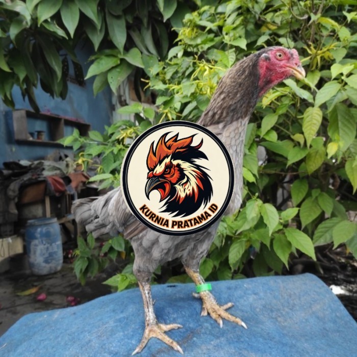 Telur ayam bangkok birma fertil / ayam petarung aduan untuk ditetaskan Langsung KURNIA PRATAMA ID