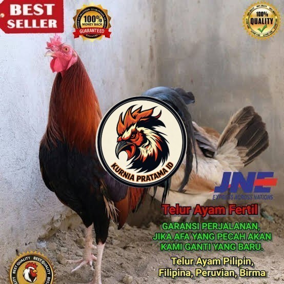 Telur ayam hias pilipin fertil siap ditetaskan Langsung KURNIA PRATAMA ID