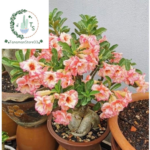 BUNGA BONSAI KAMBOJA JEPANG ADENIUM TUMPUK // BUNGA ADENIUM LILY BONGGOL BESAR BUNGA HIDUP