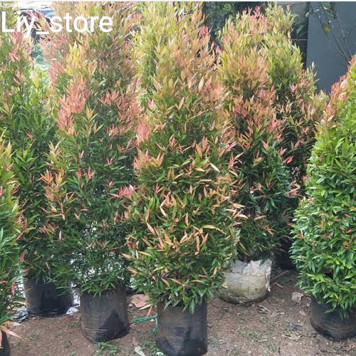 bibit tanaman hias pucuk merah 1,5 meter rimbun