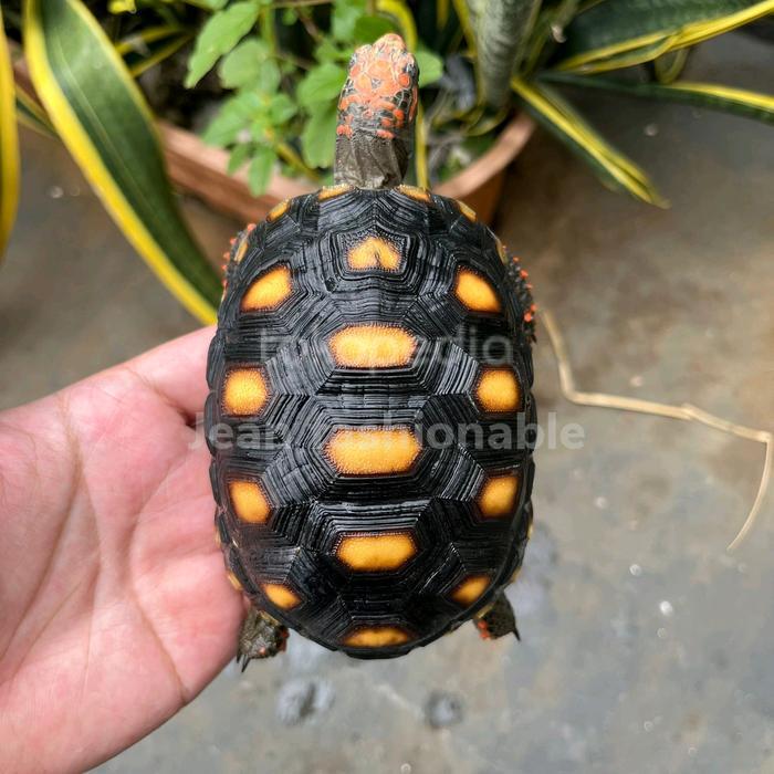 Cherry head pedas marbling