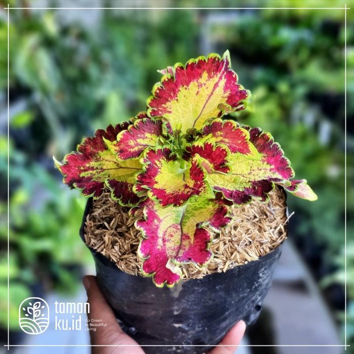 Miana Tanaman Hias Hidup / Tanaman Hias Outdoor Bunga Ingler / Coleus Green - Jantung Hati