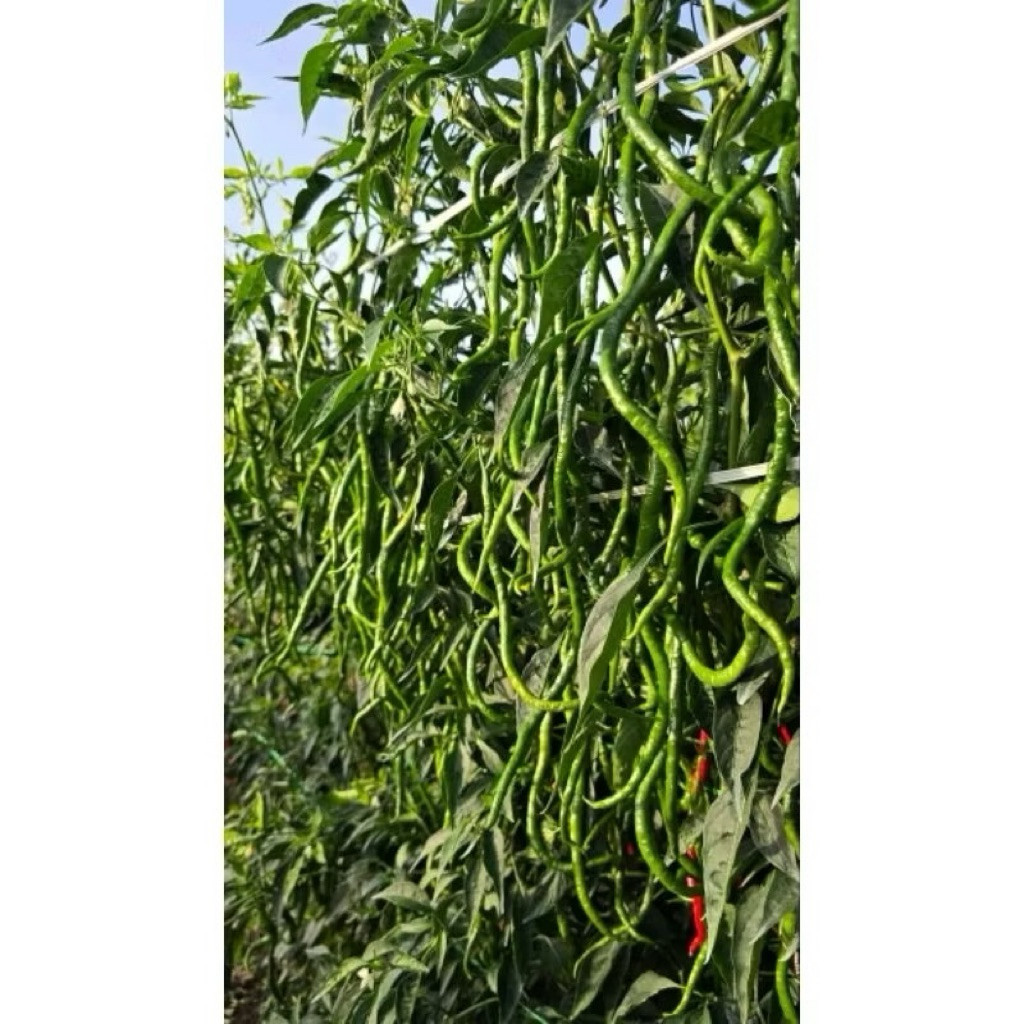 PROMO{10 Gram} Benih Cabe Keriting SIBORAS OriginalMURAHH