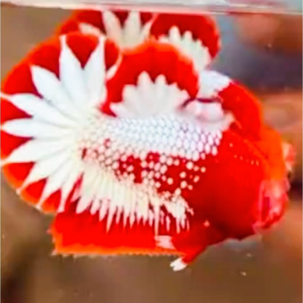 AKSESORIS AQUARIUM SEPASANG CUPANG RED FCCP BIGSTARTAIL VIETNAM