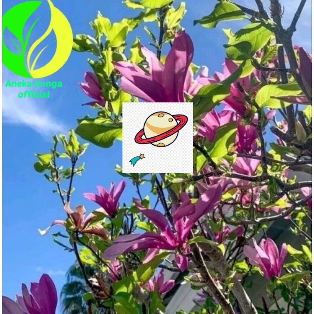 POHON BUNGA KANTIL UNGU TINGGI ± 1 METER / TANAMAN POHON KANTIL BUNGA UNGU