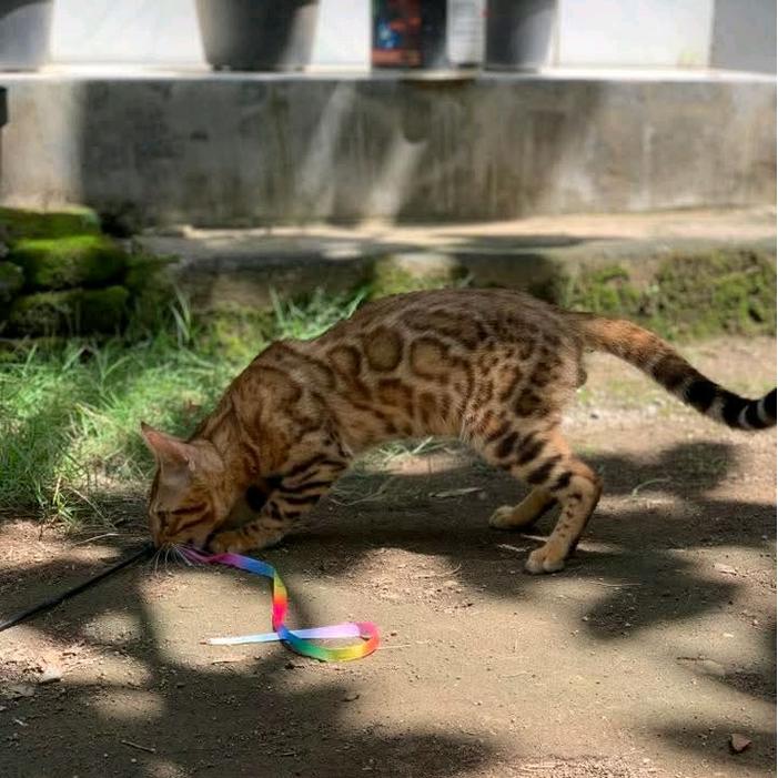 kucing bengal kitten jantan motif leopard