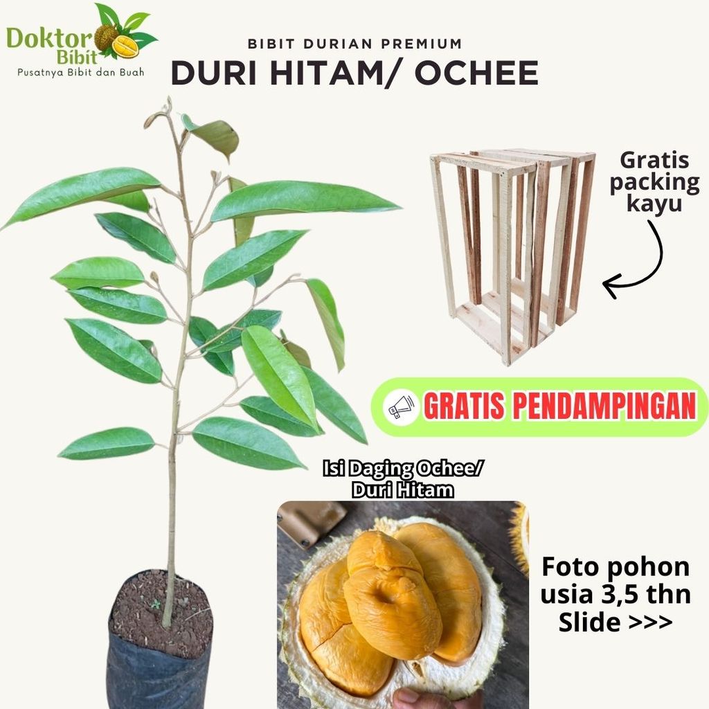 Bibit Durian Duri Hitam Ochee Asli Black Thron Tanaman Buah Okulasi Super Unggul Tabulampot Bergaran