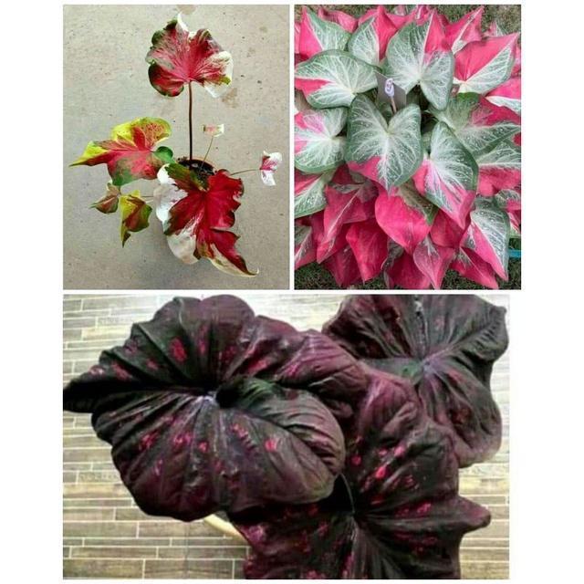 3 paket tanaman hias umbi caladium thailand keladi hias
