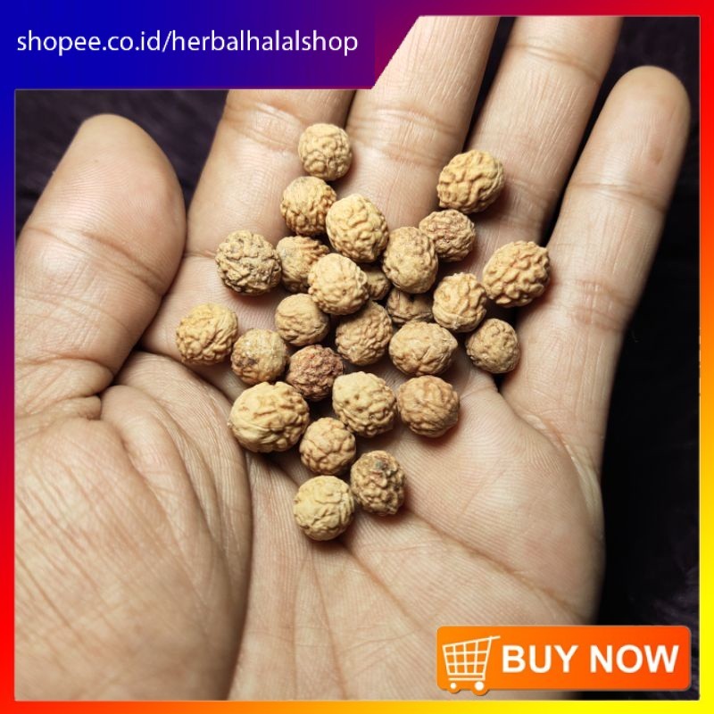 Benih [Per 1 Biji] Bidara Arab / Sidr Asli | Biji Bidara | hs-ppp