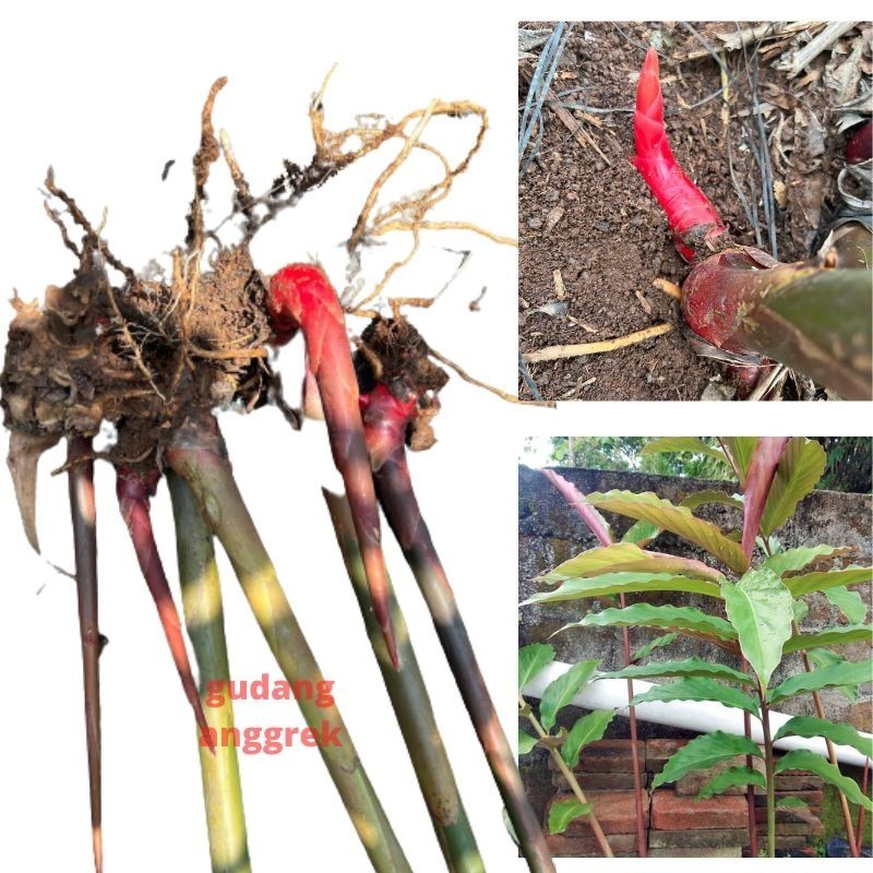 bibit kecombrang sayur siap tanam