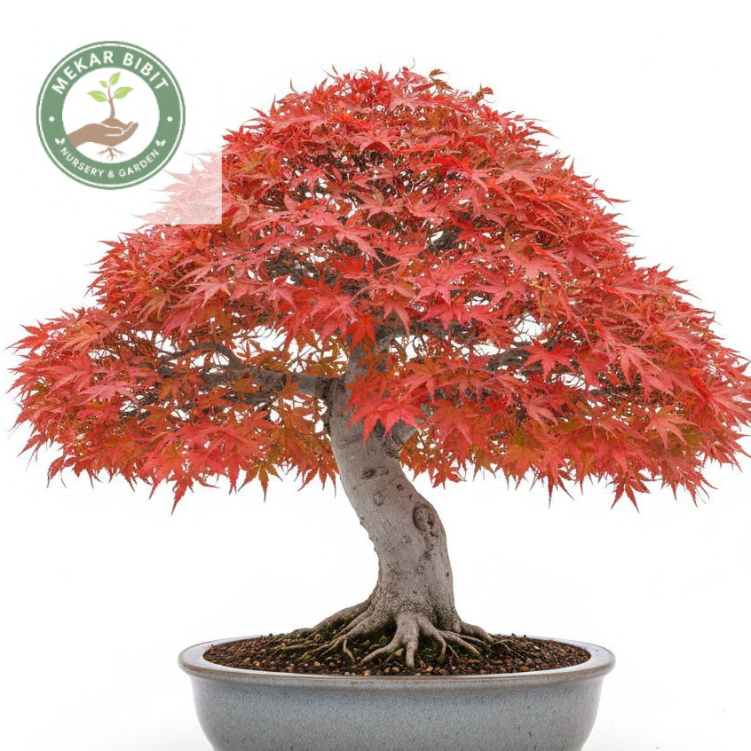 Tanaman Hias Red Maple/ Red Panama, Bahan Bonsai Red Maple/ Panama