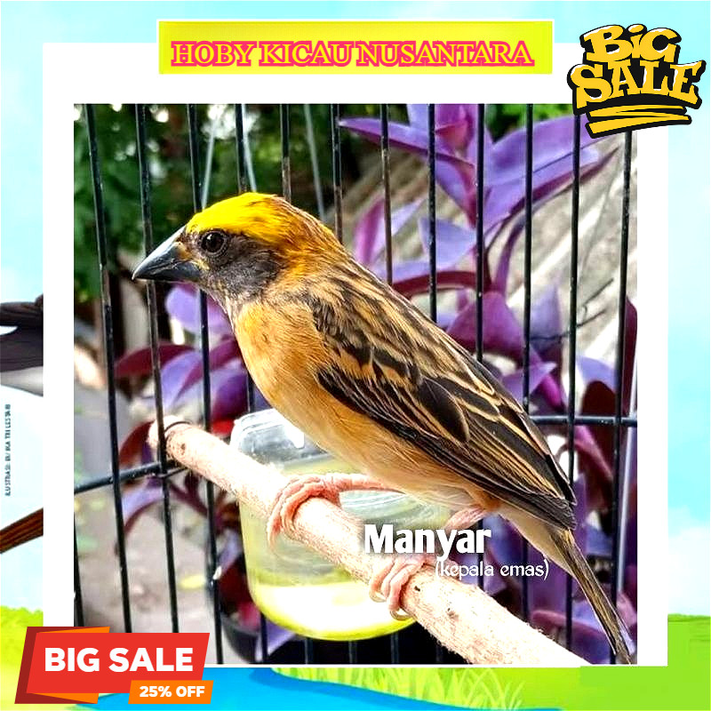 Burung Manyar Kepala Emas Jantan Betina Ready