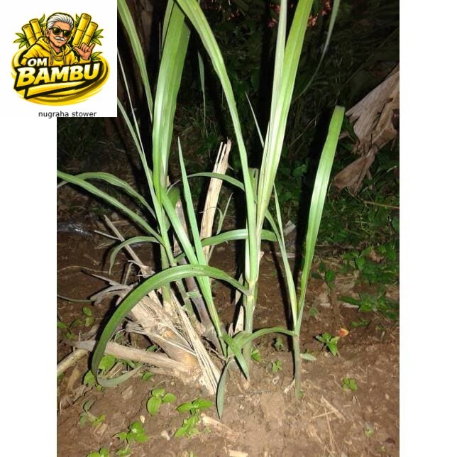 Bibit Stek Terubuk 1Kg Trubus/Terubuk/Turubuk/Terubus/Telur tebu Bibit Unggul Siap tanam Lestari Ala