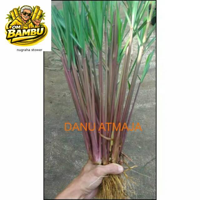 Tanaman Sereh Wangi Merah - 1 kg sereh wangi/sereh merah