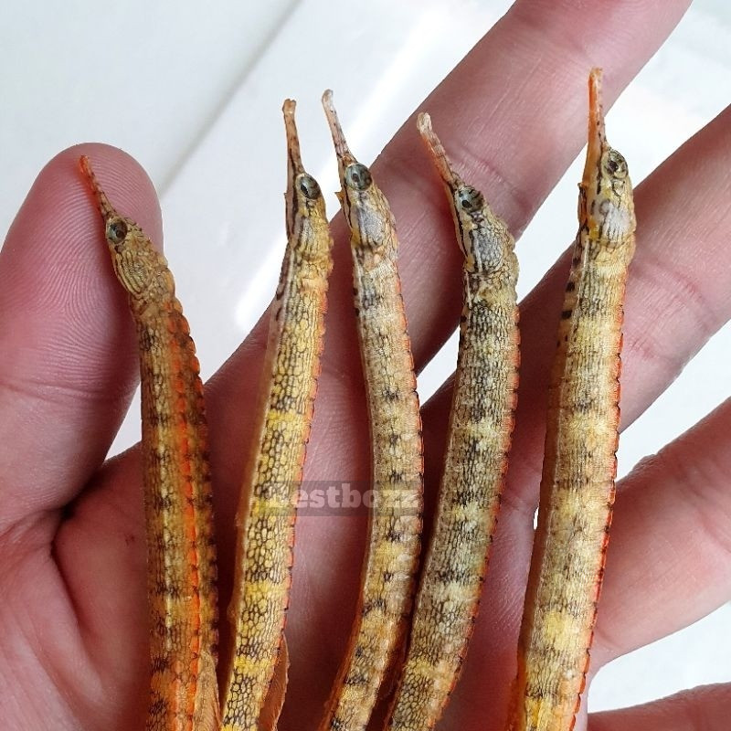 NAGA LAUT KUNING KERING SUPER HAI LONG BAHAN RENDAMAN GINSENG KL HERBAL OBAT KESUBURAN PRIA WANITA L