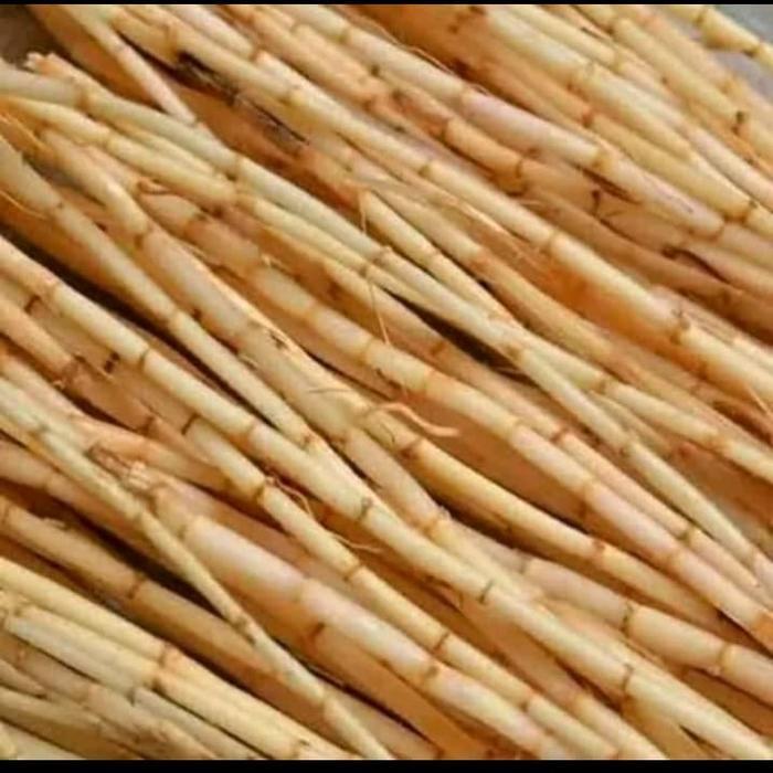 Akar alang alang akar ilalang alang alang segar