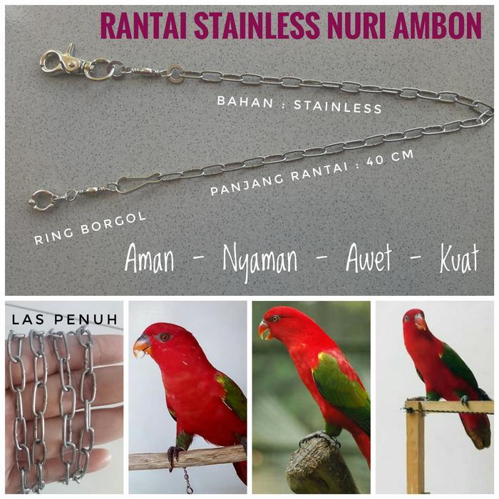 Rantai Stainless Burung Paruh Bengkok Nuri Ambon