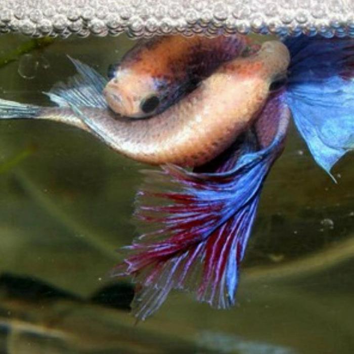 ikan cupang halfmoon sepasang breed ( PAIR ) bisa request