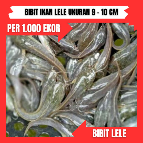 Bibit lele ukuran 9 - 10 cm per 1000 ekor di bandung