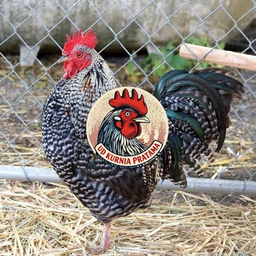 Telur ayam barred plymouth rock / telur ayam hias fertil siap cod UD KURNIA PRATAMA